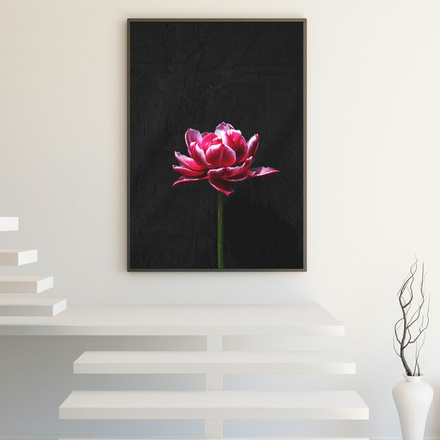 Photo Art Print - Dark Pink Double Tulip against Black Stone