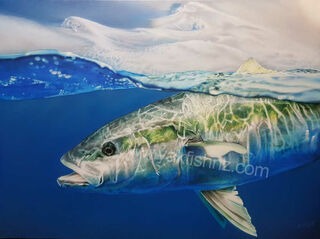 Yellowtail Kingfish Canvas Print 508mm x 406mm - 20