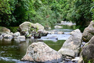 Arapuke Forest Park