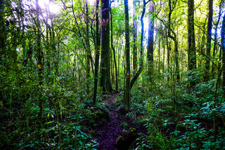 Sutherlands Puriri Reserve