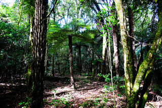 Sutherlands Mangahoe Reserve
