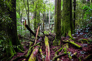 Lairds Bush Reserve