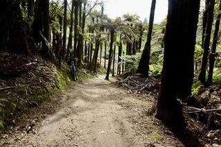Whakarewarewa Loop Cycle Trail