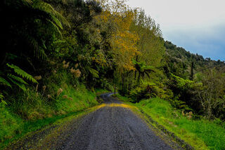 Maraekohwai Kōwhai