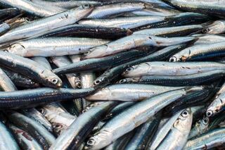 Scenic Coast Anchovies & Squid