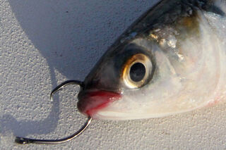 Bait Fishing Accessories - Art of Fishing