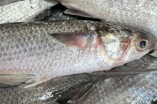 Scenic Coast Mullet Bait - Art of Fishing