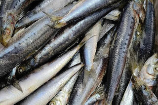 Scenic Coast Pilchard baits - Art of Fishing