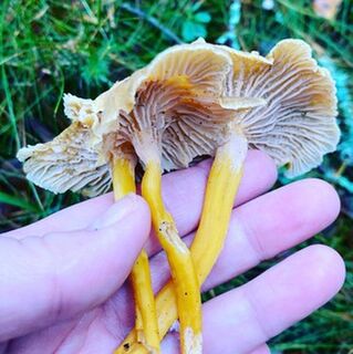 Mushroom Picking in Sweden