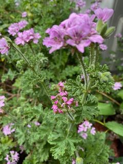 Rose Geranium Hydrosol