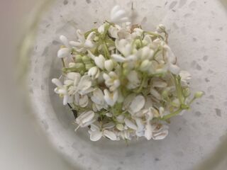 Osmanthus Enfleurage