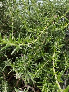 Rosemary Hydrosol