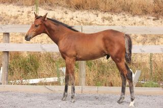 Aspen ESH