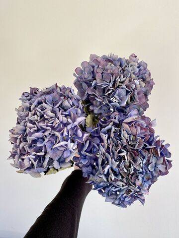 Dried Hydrangea