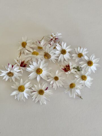 Paper Daisies