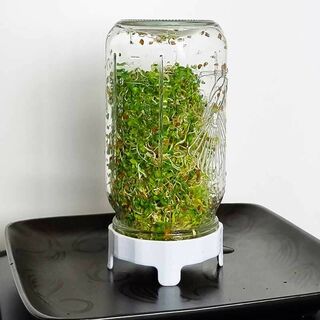 Sprouting Jar Kit 1 Ltr