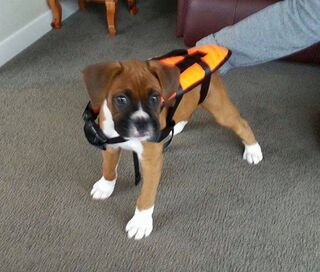 Life Jackets for the whole family