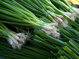 Spring Onion