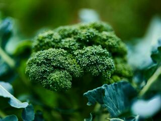 Broccoli