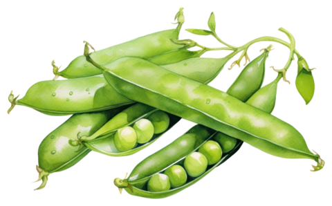 Pea