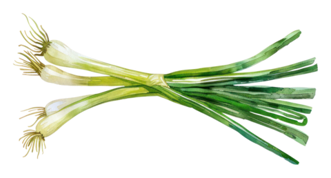 Spring Onion