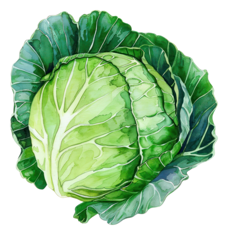 Cabbage