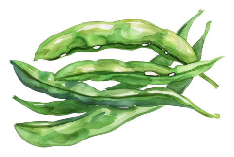 Broad Beans
