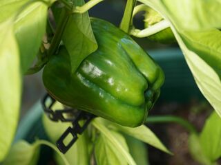 Capsicum