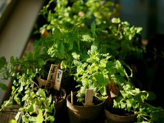 Eco Planter Bags