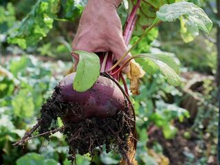 Beetroot