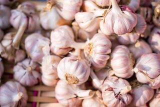 Garlic Seeds