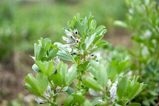 Broad Beans