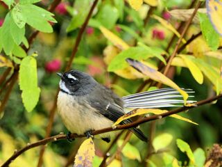 Attracting Natural Birds ..... FUTURE PLANS