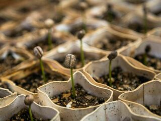 All Vegetable Seedling