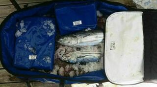 Features Insulated Catch Cooler Bag and Ice Pack Coolers