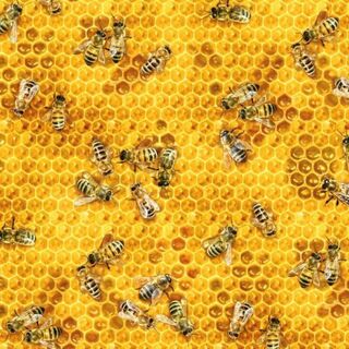 novelty quilting fabric