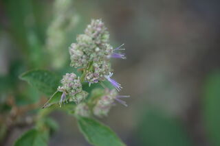 Patchouli