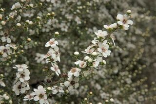 Manuka