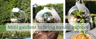 Terrarium