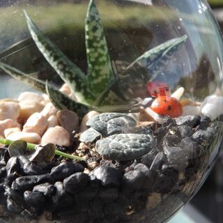 How to Care for Your Succulent Terrarium: Essential Tips