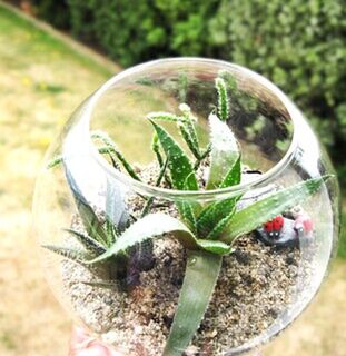 How to Care for Your Succulent Terrarium: Essential Tips