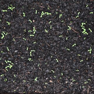 Homemade Seed Starting Mix