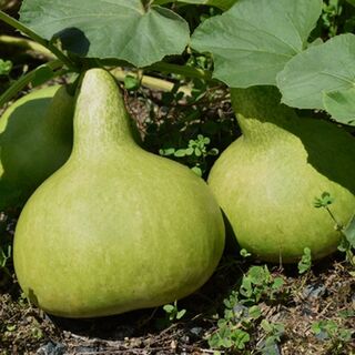 Growing Bottle Gourds