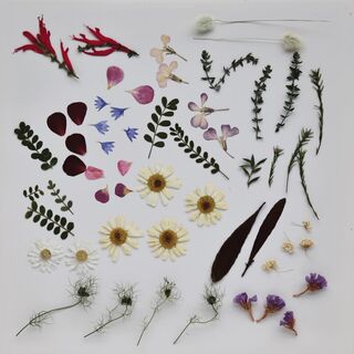 Guide to Harvesting, Drying and Pressing Petals