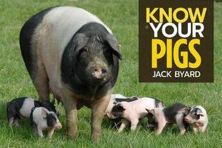 Know Your Pigs (new)