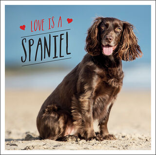 Love Is A Spaniel