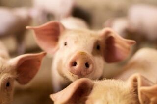 Huttons Kiwi Pig Farm, Te Pirata