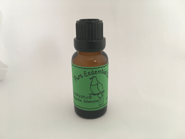 Eucalyptus Globulus Essential Oil