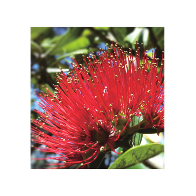 Pohutukawa Napkins