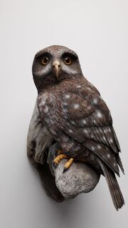 Morepork Owl